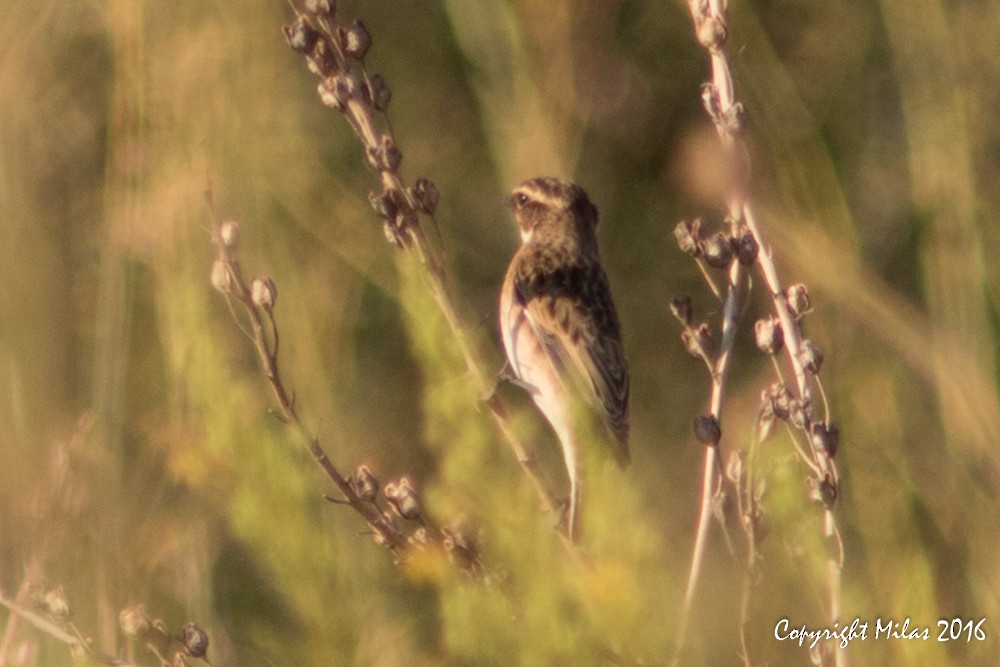 Whinchat - ML34703641