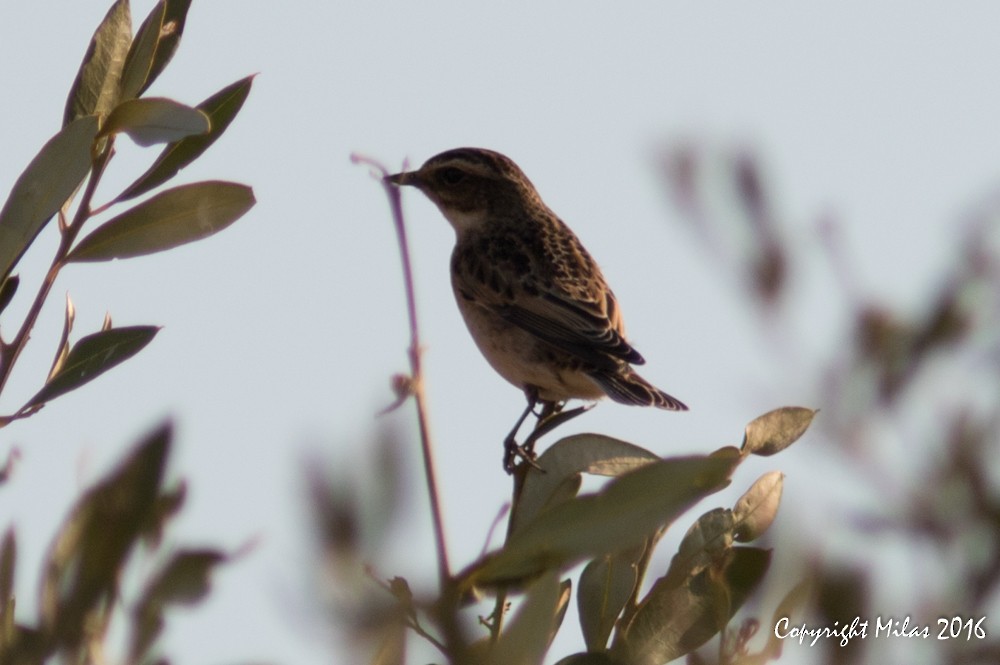 Whinchat - ML34703661