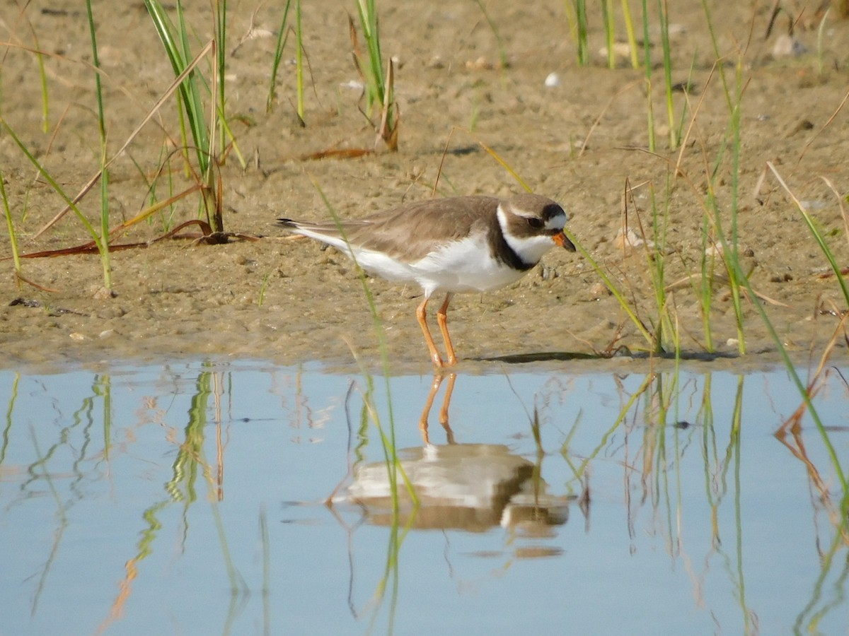 Semipalmated Plover - ML347036701