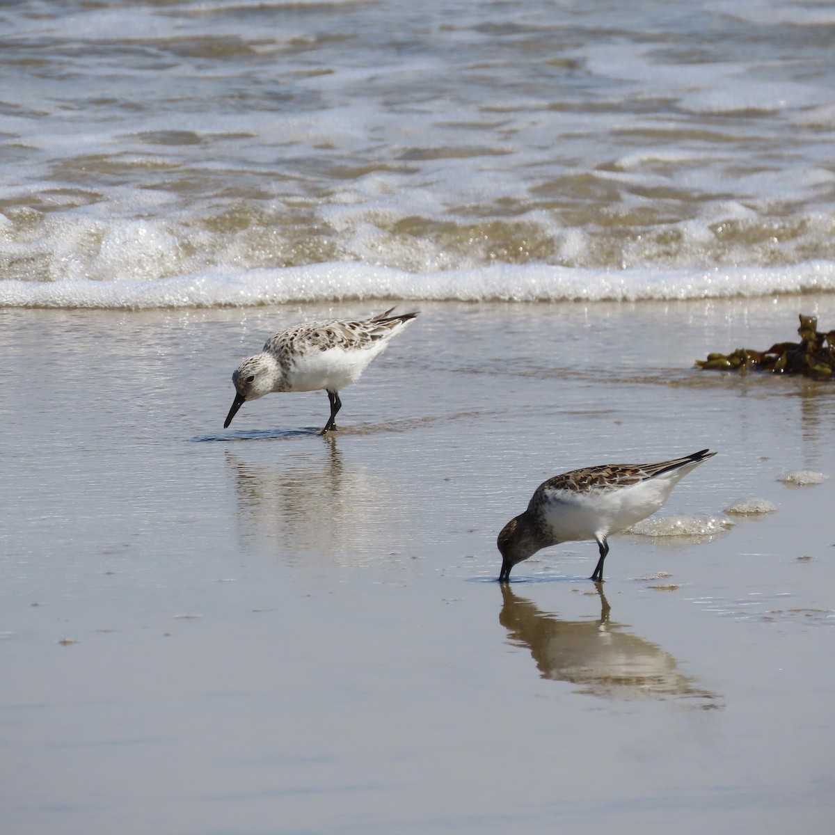 Sanderling - ML347037381