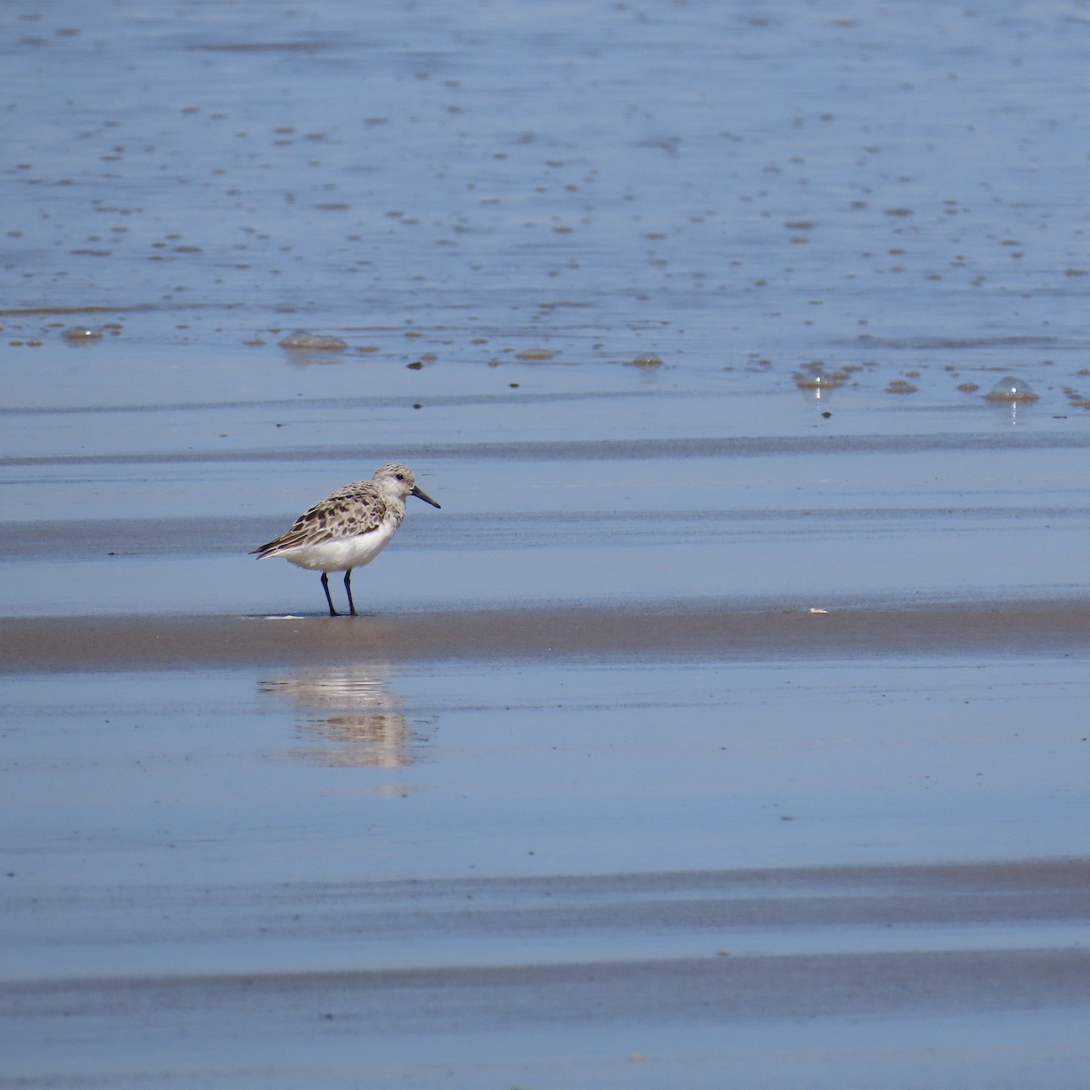 Sanderling - ML347037471