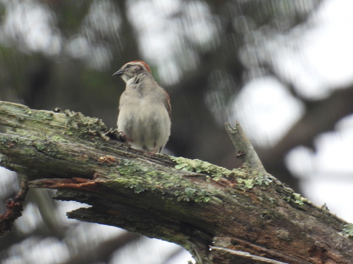 Chipping Sparrow - ML347037501