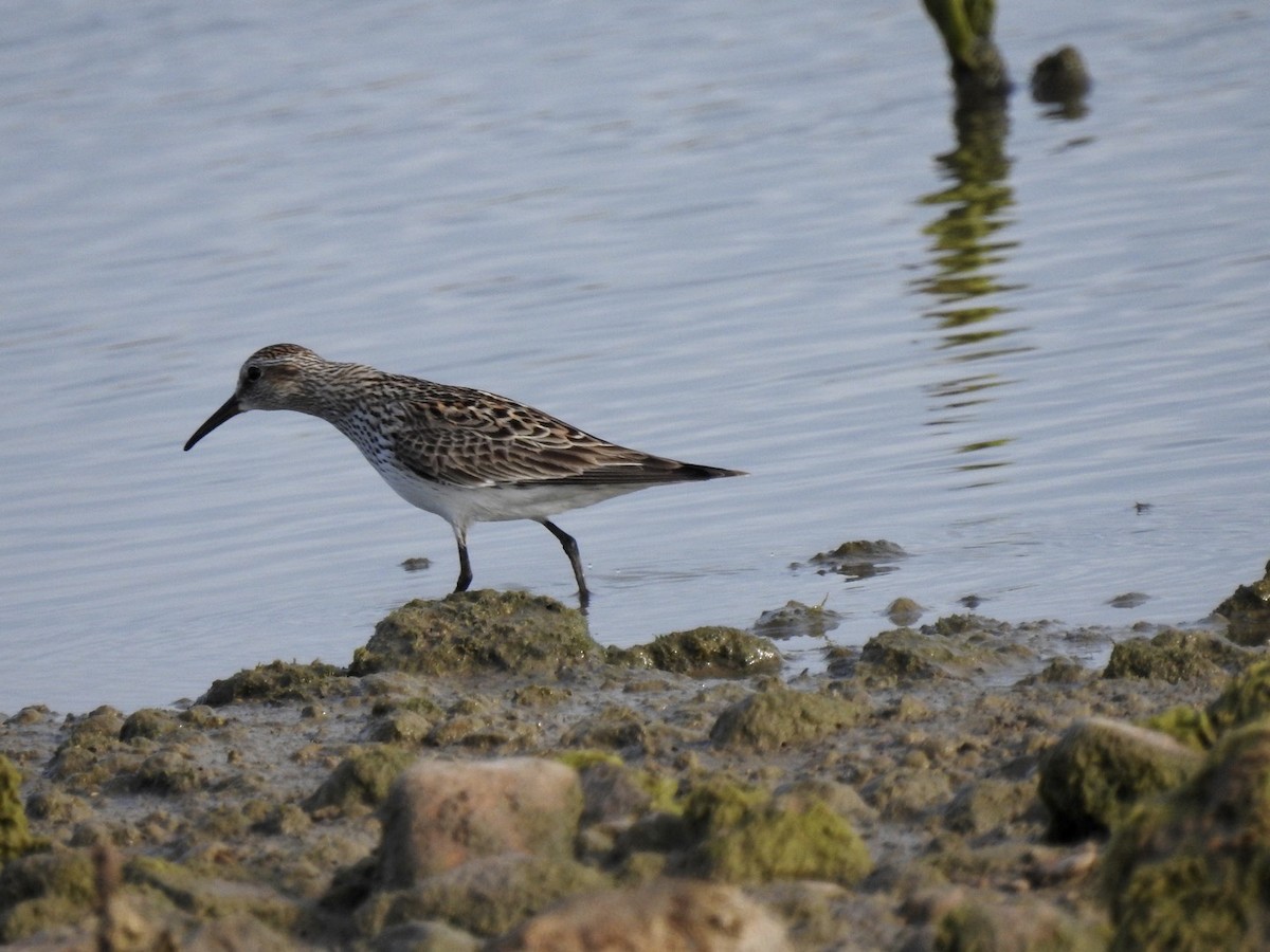 White-rumped Sandpiper - Christopher Daniels