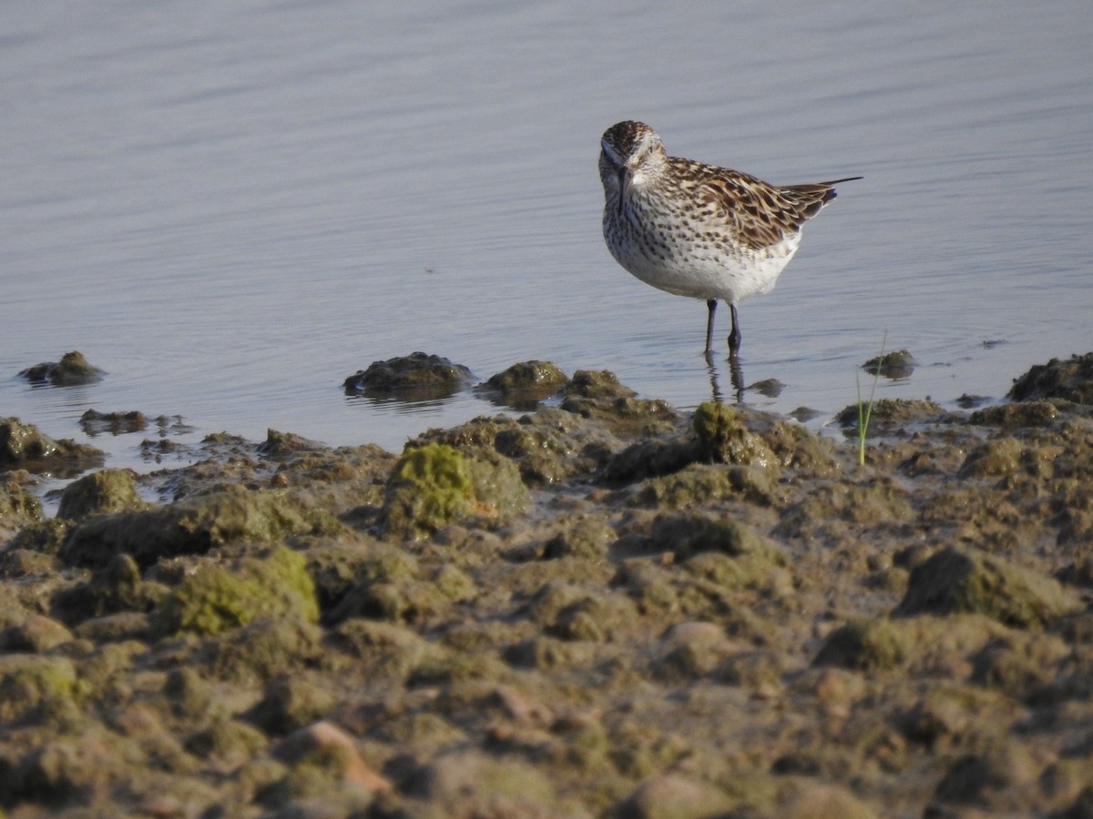 White-rumped Sandpiper - Christopher Daniels