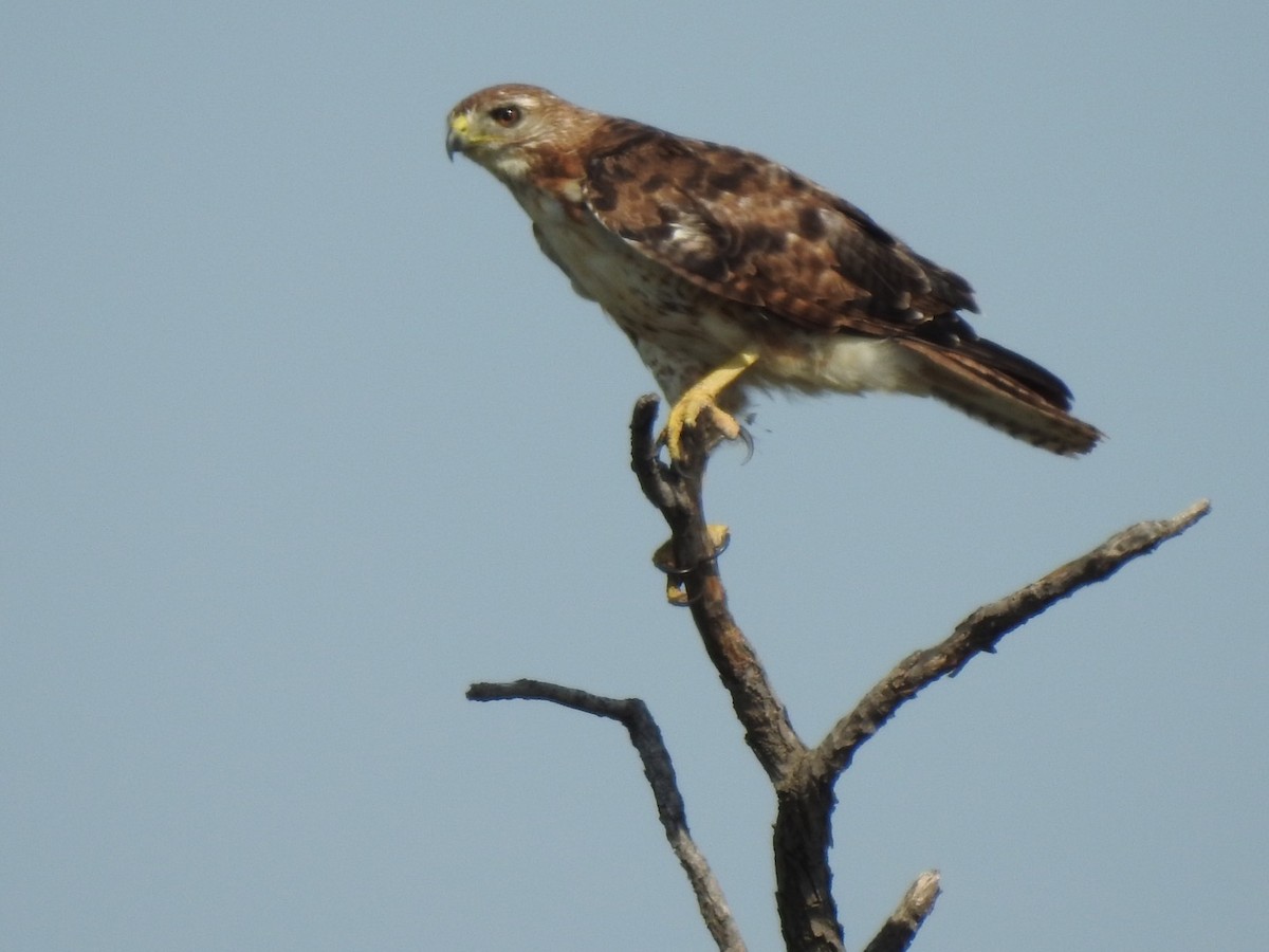 Red-tailed Hawk - ML347038001