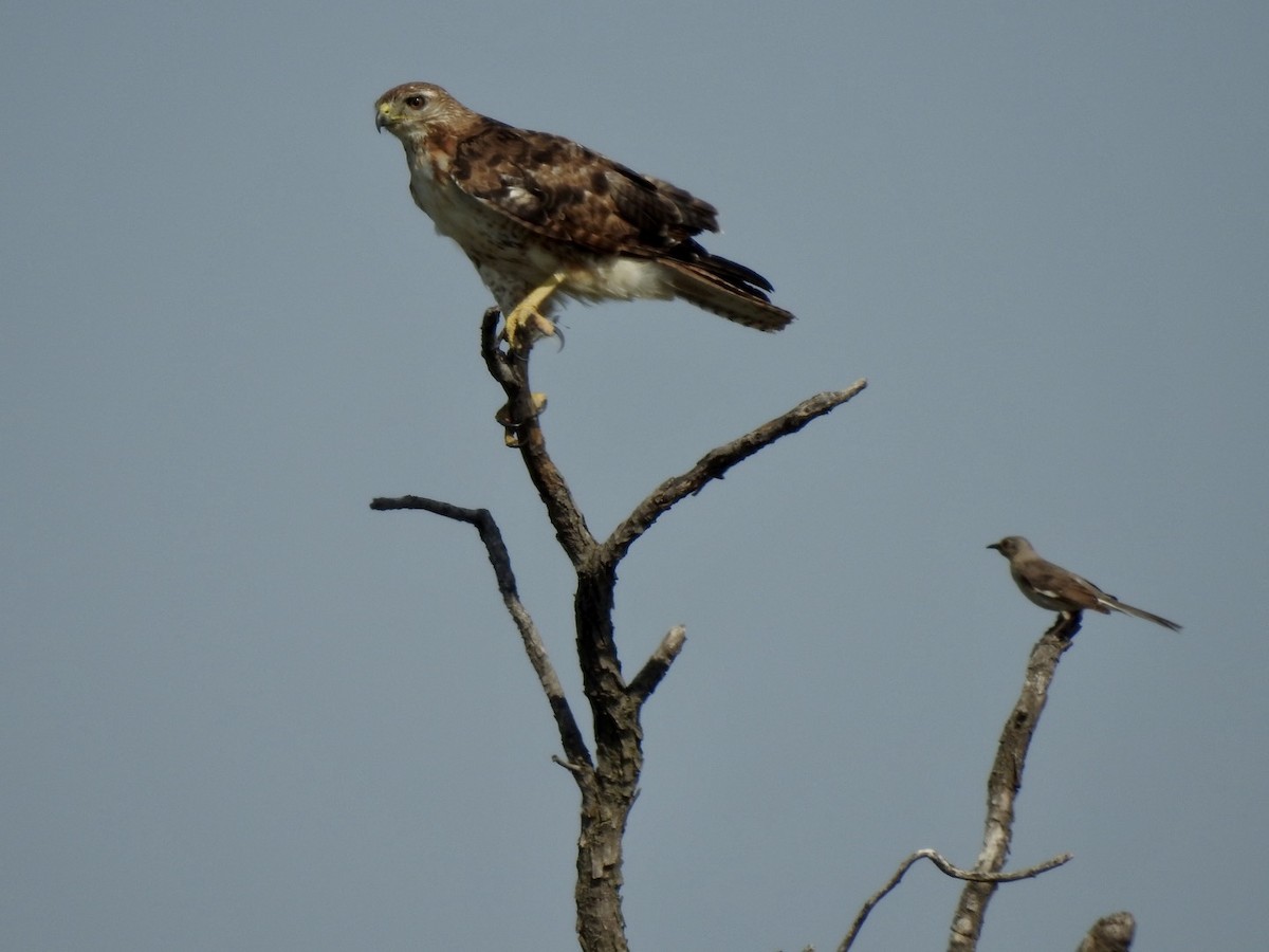 Red-tailed Hawk - ML347038011