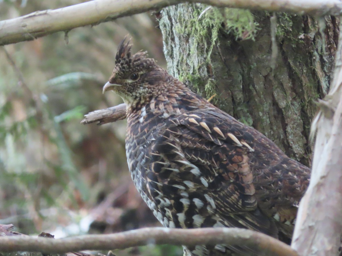 Ruffed Grouse - ML347041501