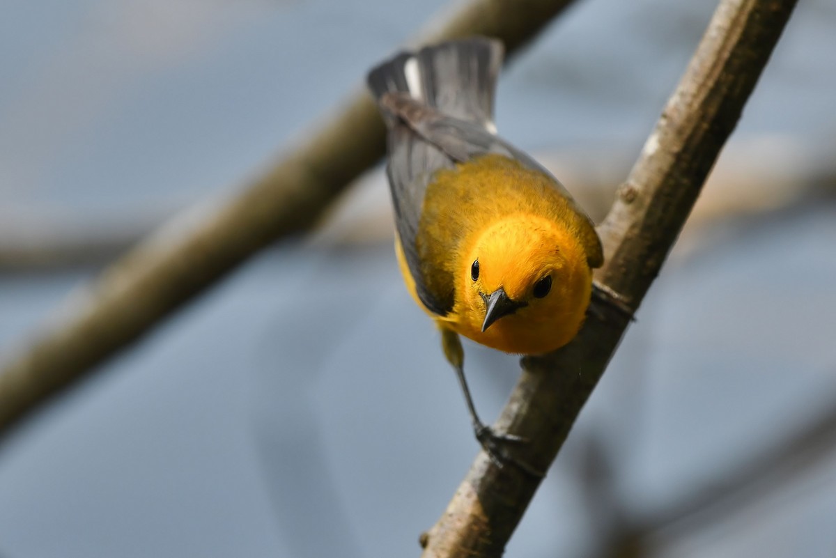 Prothonotary Warbler - Matt Spangler