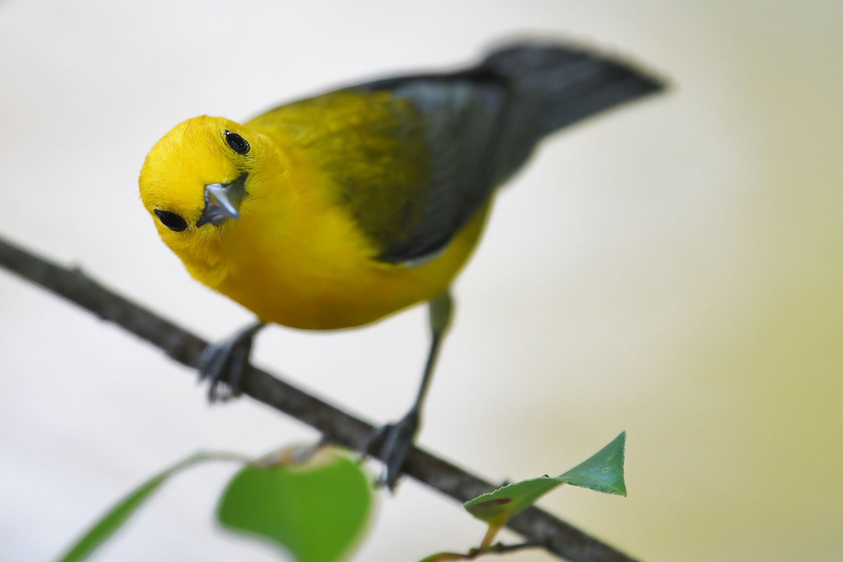 Prothonotary Warbler - ML347041551