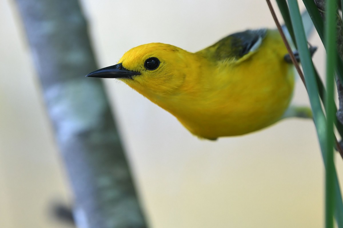 Prothonotary Warbler - ML347041561