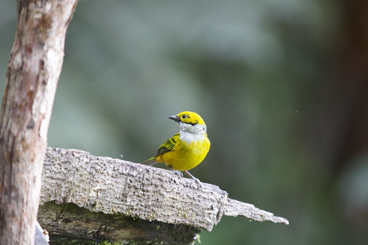 Silver-throated Tanager - JAVIER  Rubio