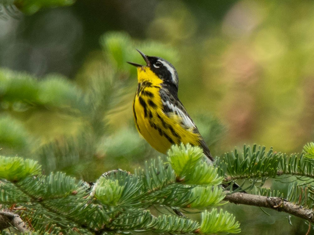 Magnolia Warbler - ML347042191