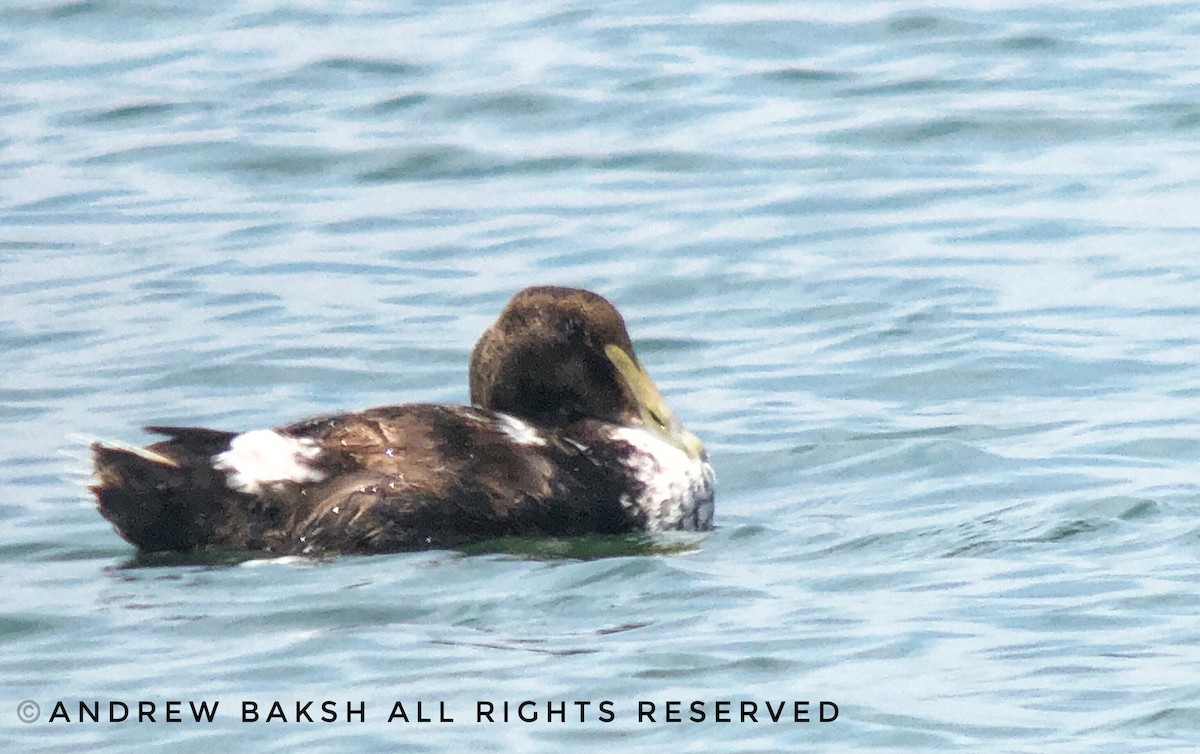 Common Eider - ML347042471