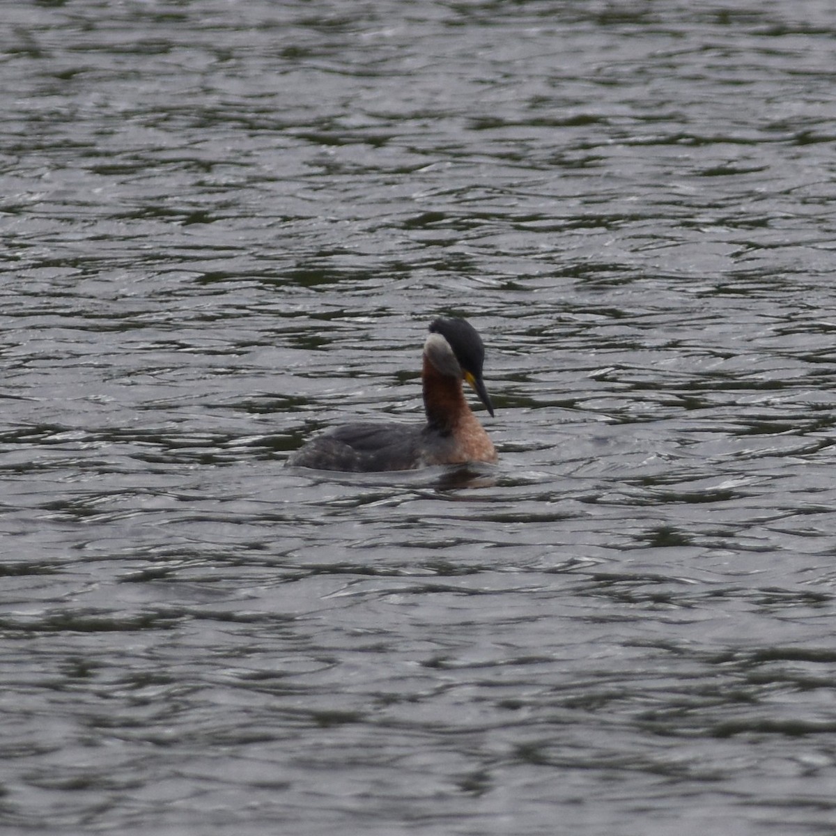 Red-necked Grebe - ML347043511