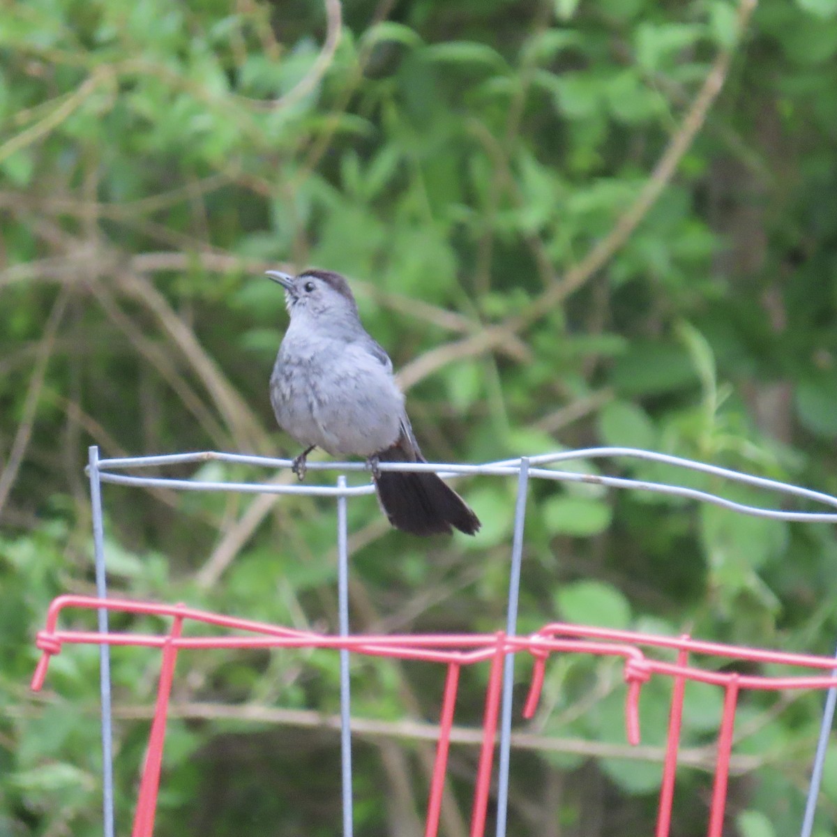 Gray Catbird - ML347044031