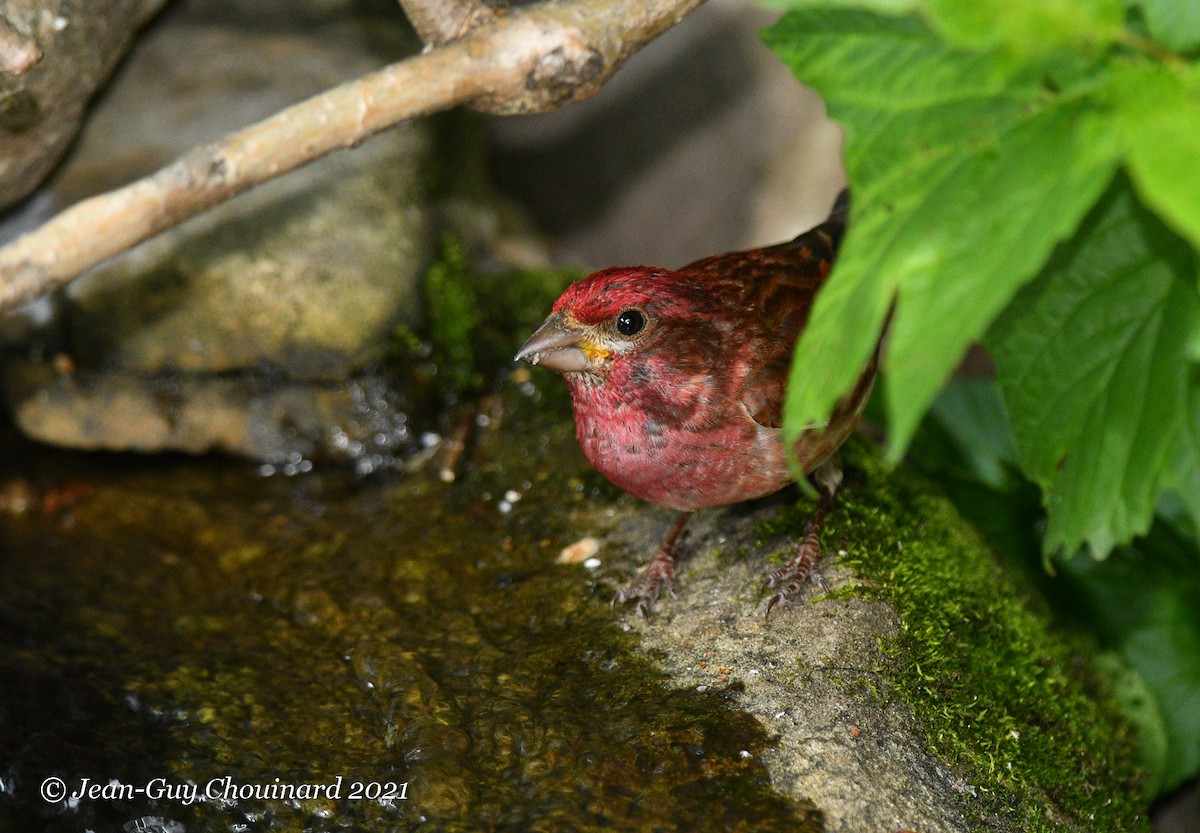 Purple Finch - Jean Guy Chouinard