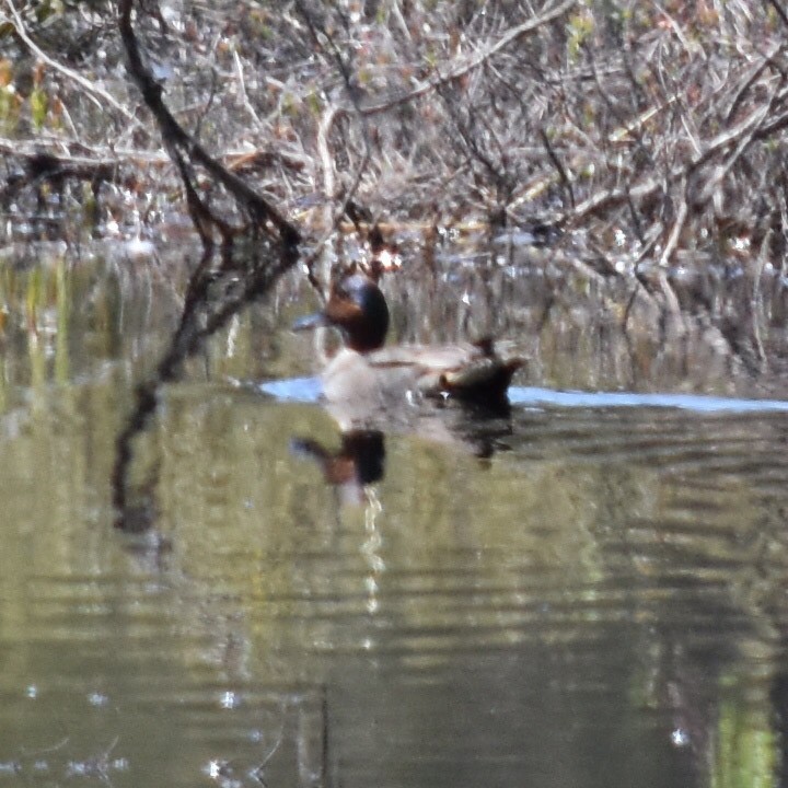 Green-winged Teal - ML347045861