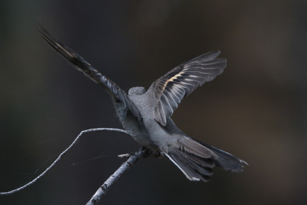 Townsend's Solitaire - ML347045981