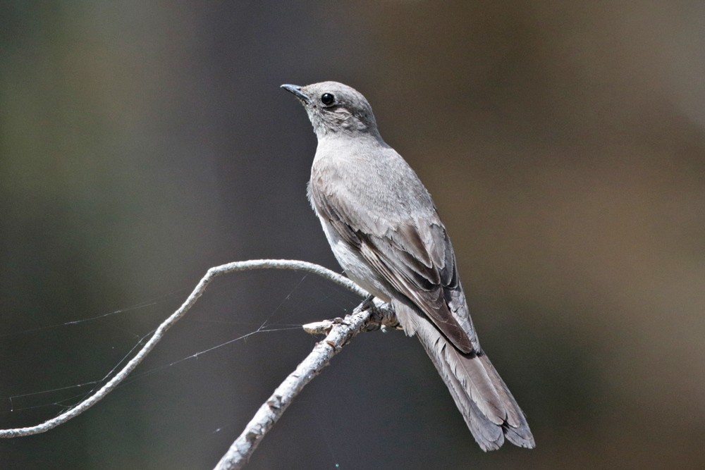 Townsend's Solitaire - ML347045991