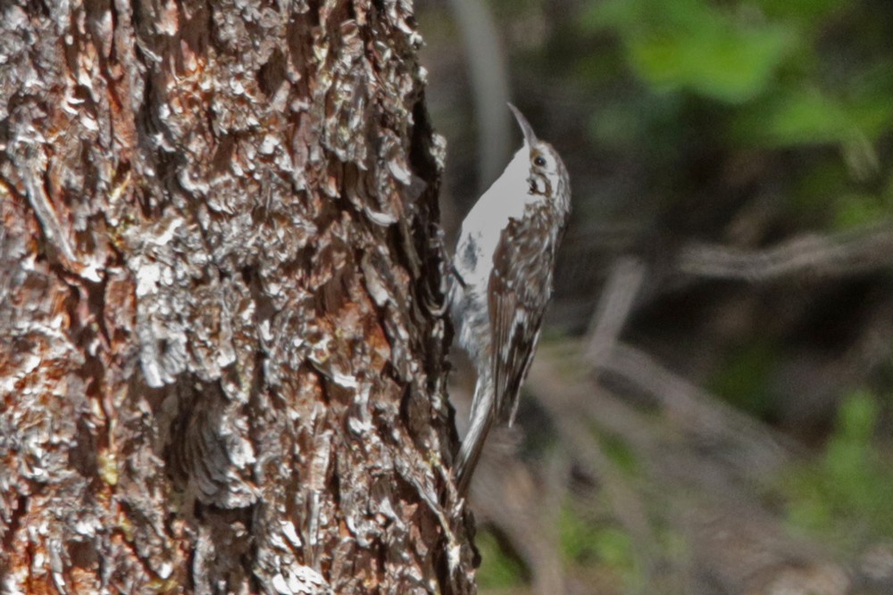 Brown Creeper - ML347046321