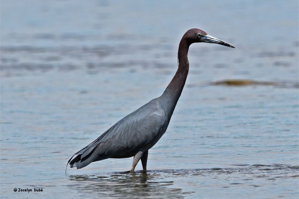 Little Blue Heron - ML347046901