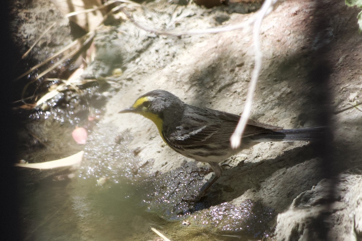 Grace's Warbler - ML347046991