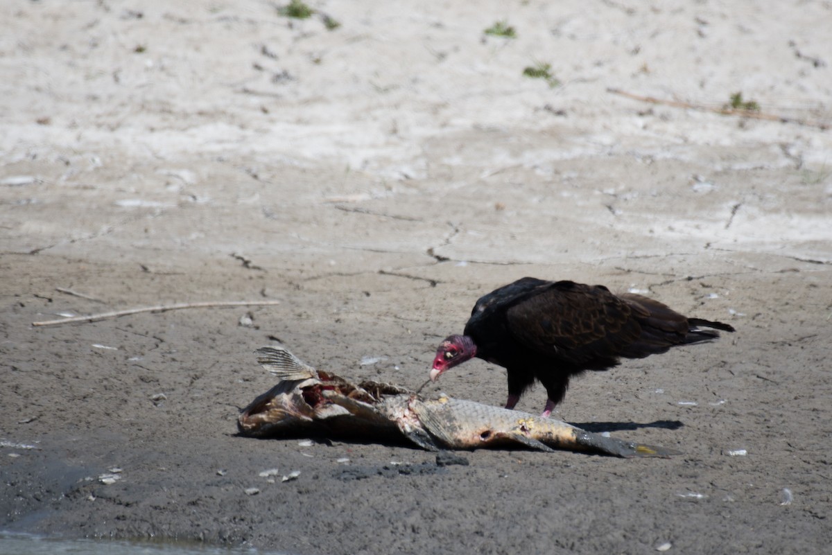 Turkey Vulture - ML347047601