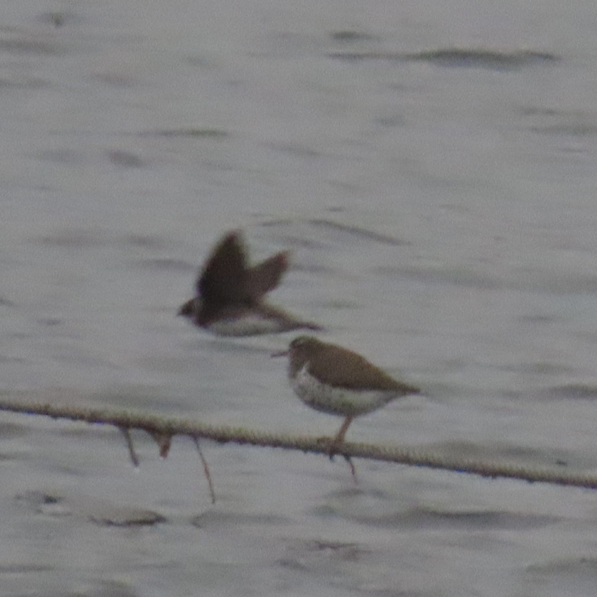 Spotted Sandpiper - ML347049071