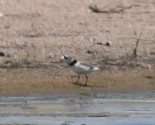 Piping Plover - ML347049281