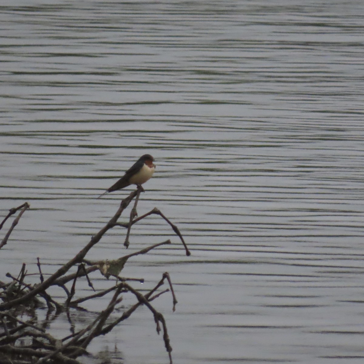 Barn Swallow - ML347050161