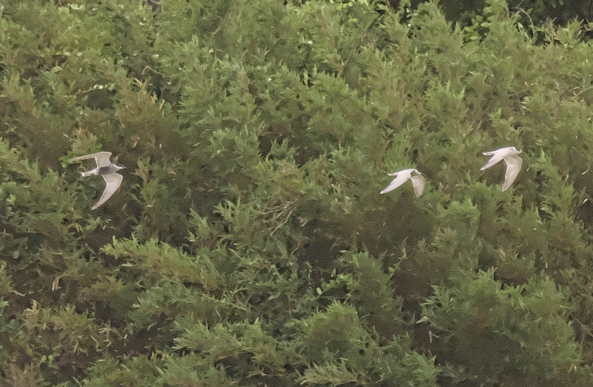 Whiskered Tern - David Chang