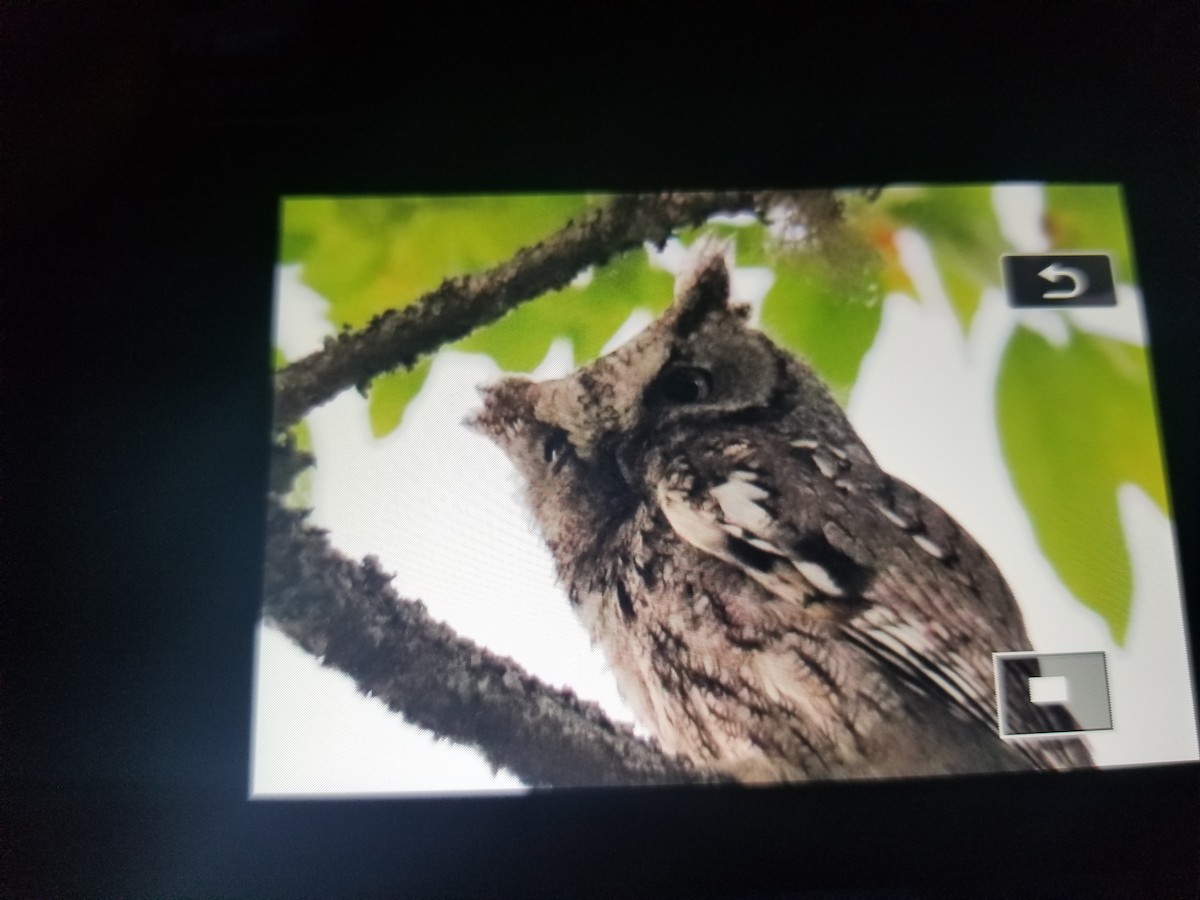 Eastern Screech-Owl - ML347056401
