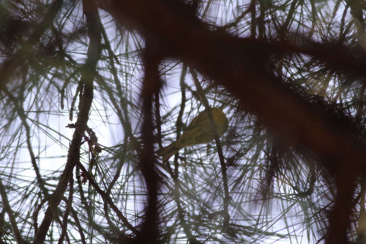 Pine Warbler - ML34705801