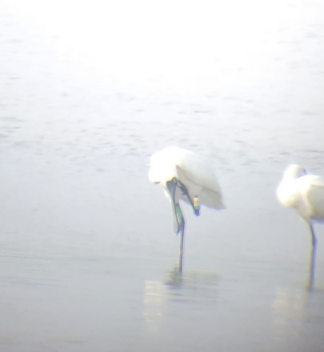 Black-faced Spoonbill - Wonseok Jang