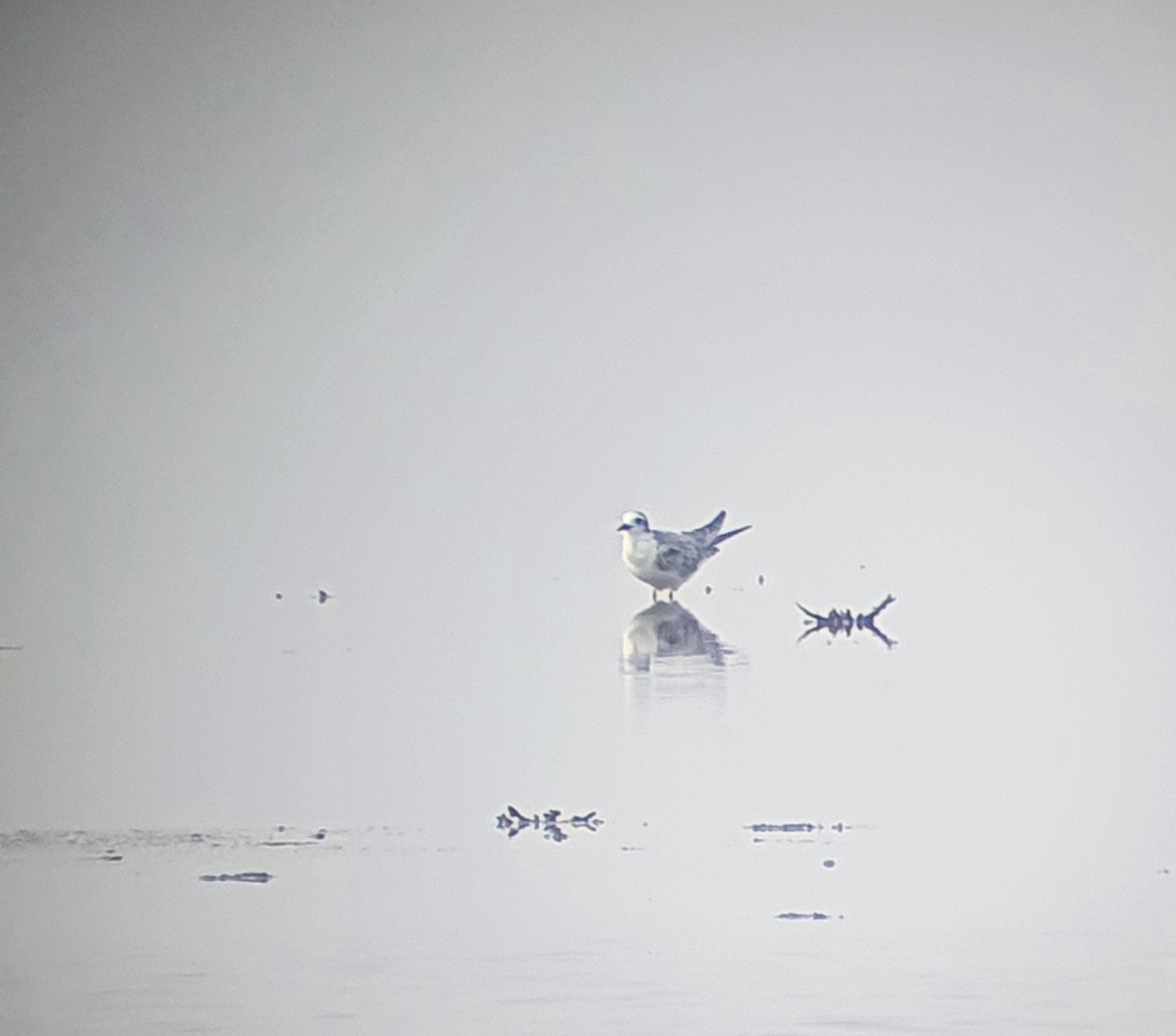 White-winged Tern - Wonseok Jang