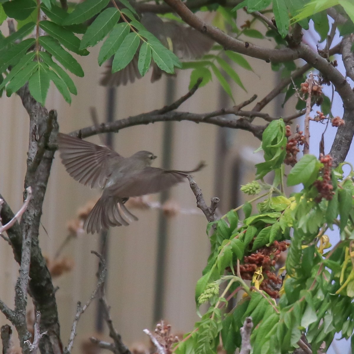 Warbling Vireo - ML347062621