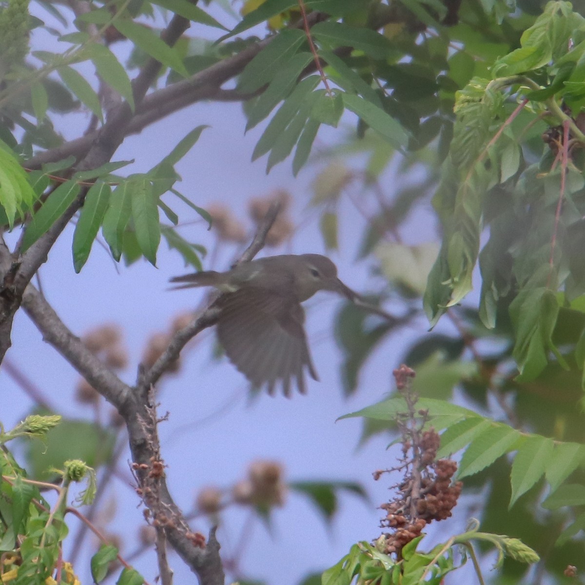 Warbling Vireo - ML347062641