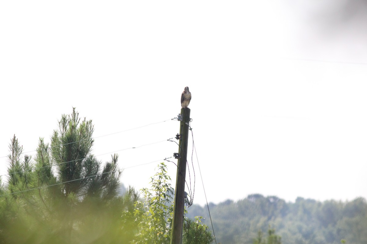 Red-tailed Hawk - ML34706351