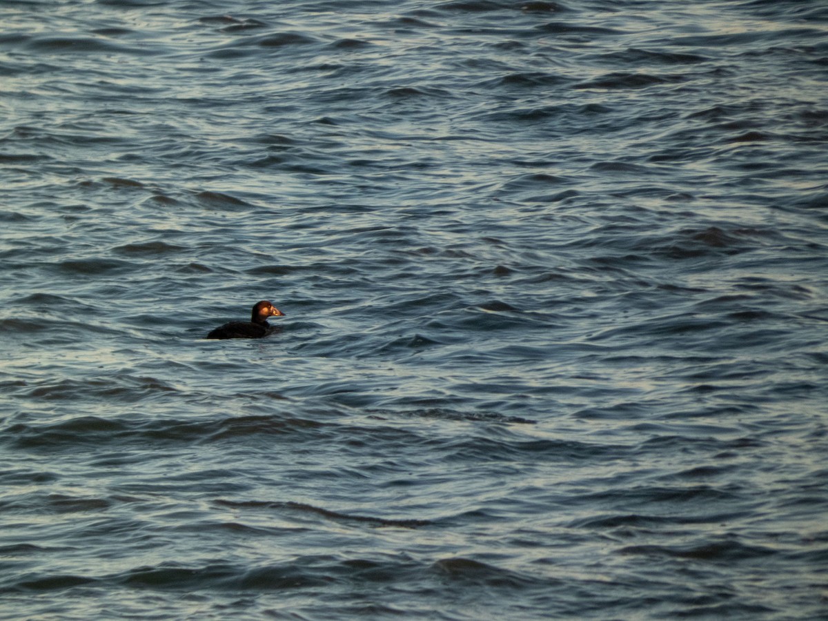 Surf Scoter - ML347063601