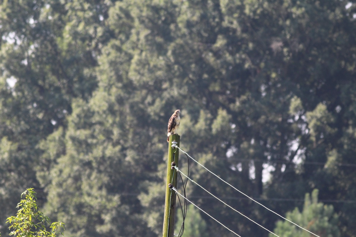 Red-tailed Hawk - ML34706361