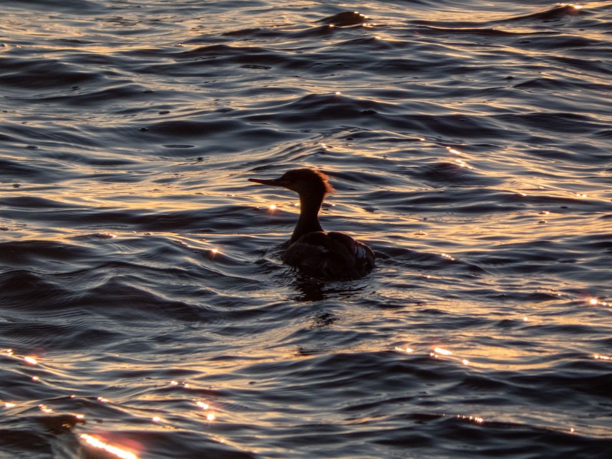 Red-breasted Merganser - ML347063741