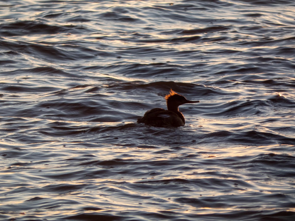 Red-breasted Merganser - ML347063761