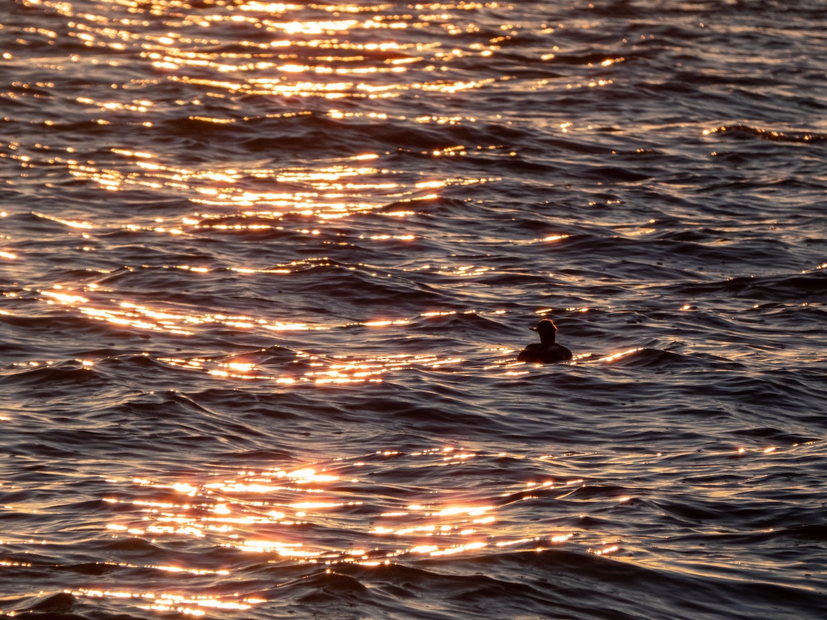 Red-breasted Merganser - ML347063771