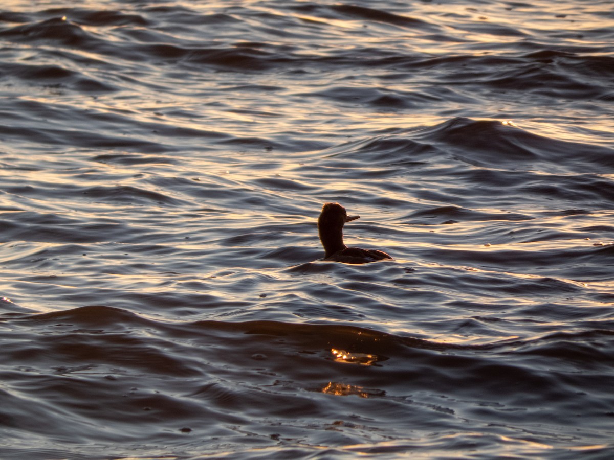 Red-breasted Merganser - ML347063781