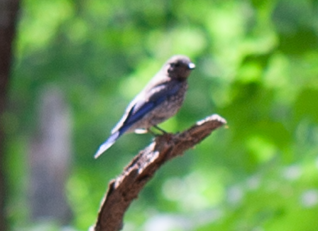 Eastern Bluebird - ML347063841