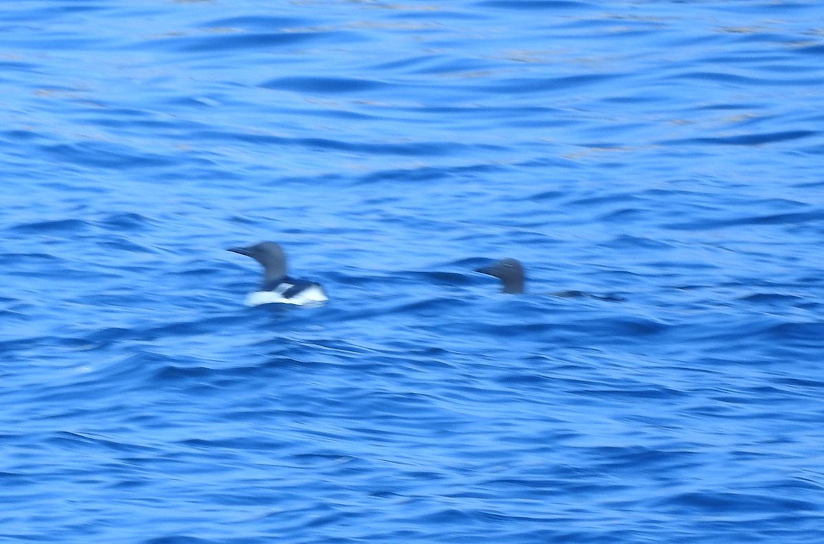 Common Murre - Lynn Thompson