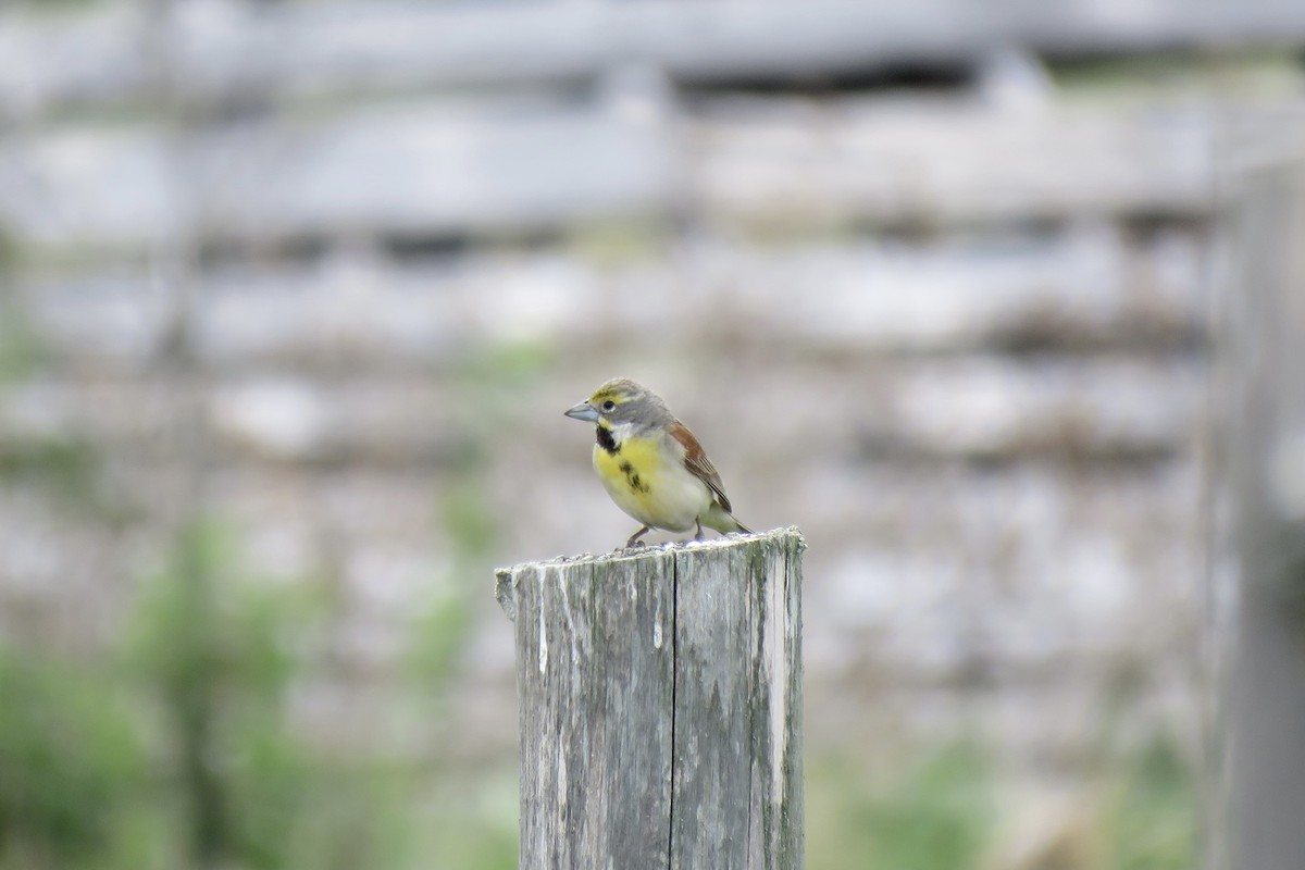 Dickcissel d'Amérique - ML347065331