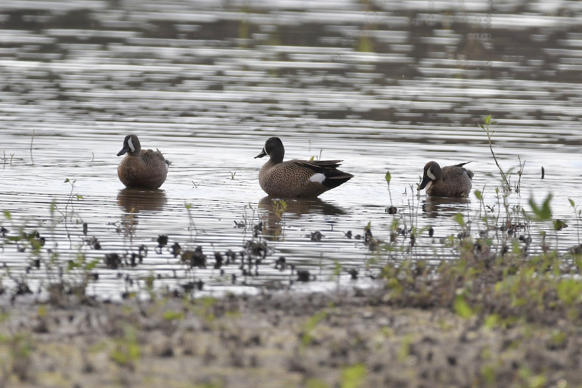 Blue-winged Teal - ML347067451