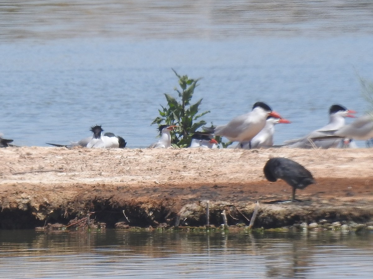 Elegant Tern - ML347067581