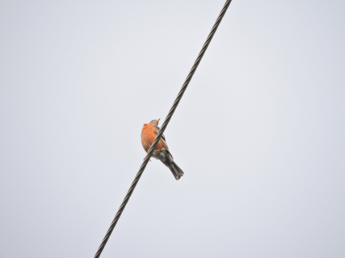 American Robin - ML34706761